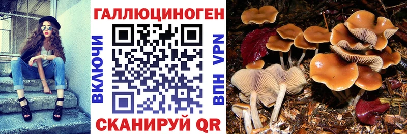 Купить где  Арсеньев  Псилоцибиновые грибы прущие грибы 